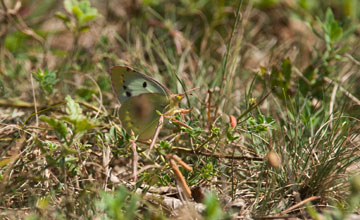 Pale clouded yellow [Colias hyale]