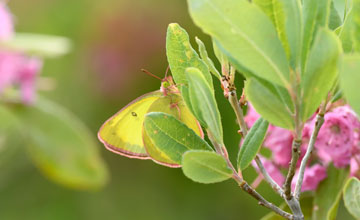 Colias interior [Colias interior]