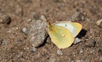 Moorland clouded yellow [Colias palaeno palaeno]