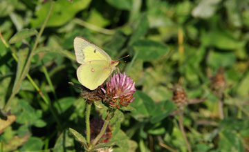 Common sulphur [Colias philodice]