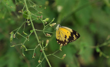 Small salmon arab [Colotis amata]