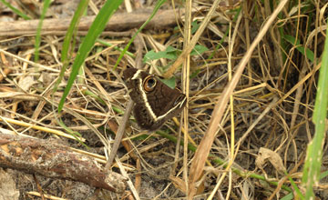 Cream-striped owl [Cyligramma latona]