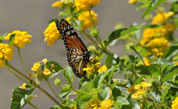 Südlicher Monarchfalter [Danaus erippus]