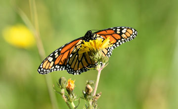 Monarchfalter [Danaus plexippus plexippus]