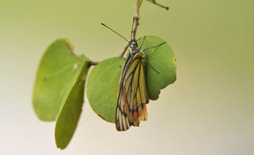 Common jezebel [Delias eucharis]