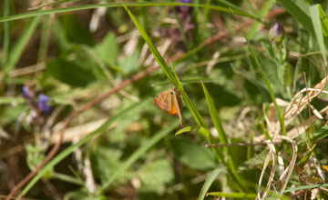 Clouded buff [Diacrisia sannio]