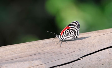 Diaethria clymena [Diaethria clymena]