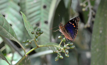 Agathina emperor [Doxocopa agathina]