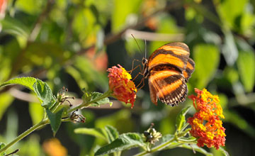 Banded orange heliconian [Dryadula phaetusa]