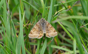 Braune Tageule [Euclidia glyphica]