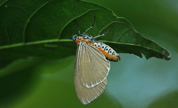 Euplocia membliaria [Euplocia membliaria]