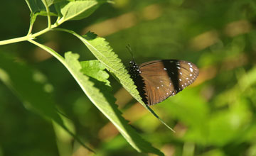 Giant crow [Euploea phaenareta]