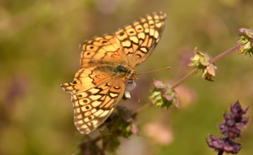 Variegated fritillary [Euptoieta claudia]