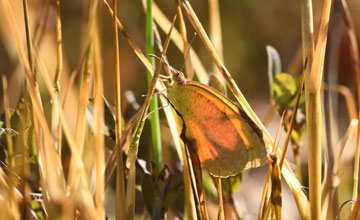 Sleepy orange [Eurema nicippe]