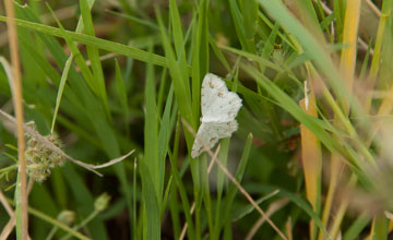 Geometer moth [Geometridae sp]