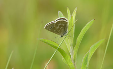 Silvery blue [Glaucopsyche lygdamus]