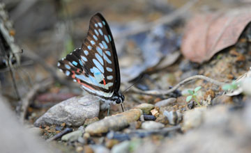 Common jay [Graphium doson]