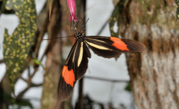 Red postman [Heliconius erato]