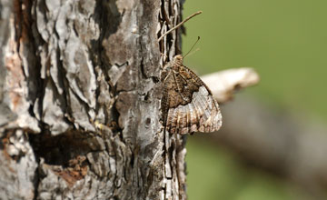 Woodland grayling [Hipparchia fagi]