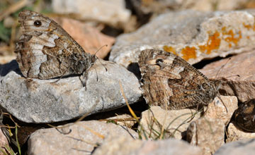 Grayling [Hipparchia semele]