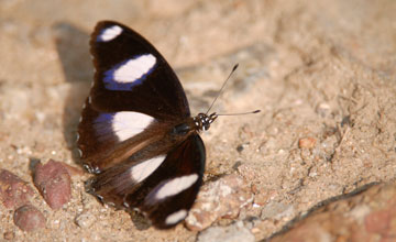 Gewöhnliche Eierfliege [Hypolimnas bolina jacintha]