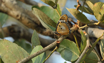 Danaid eggfly [Hypolimnas misippus]