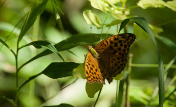 Queen of spain fritillary [Issoria lathonia]