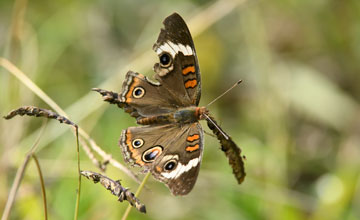 Nordamerikanisches Pfauenauge [Junonia coenia]