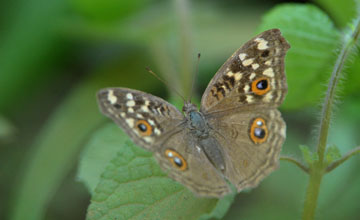 Lemon pansy [Junonia lemonias]