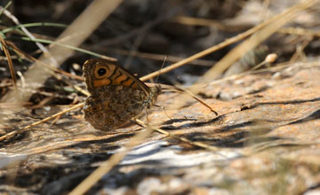 Wall brown [Lasiommata megera]