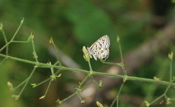 Kleiner Wanderbläuling [Leptotes pirithous]