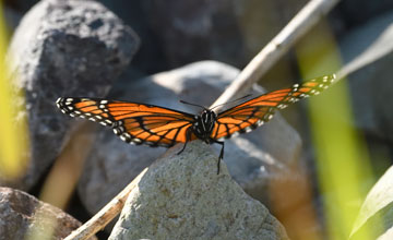 Viceroy [Limenitis archippus]