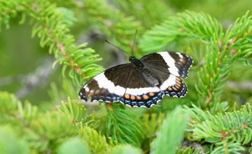 White admiral [Limenitis arthemis arthemis]