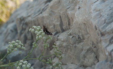 Blauschwarzer Eisvogel [Limenitis reducta]