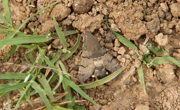 Taubenschwänzchen [Macroglossum stellatarum]