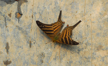 Many-banded daggerwing [Marpesia chiron]