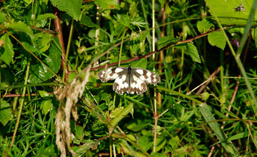 Marbled white [Melanargia galathea]