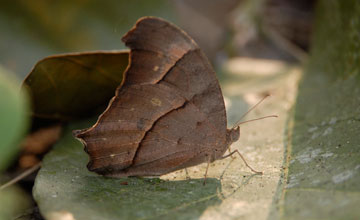 Dark evening brown [Melanitis phedima]