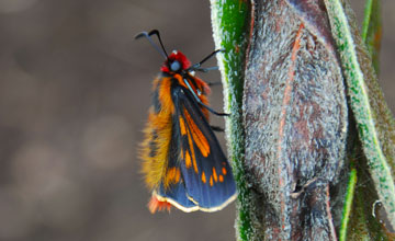 Cosinga hawker [Metardaris cosinga]