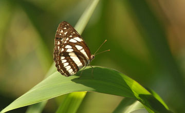 Neptis hylas [Neptis hylas]