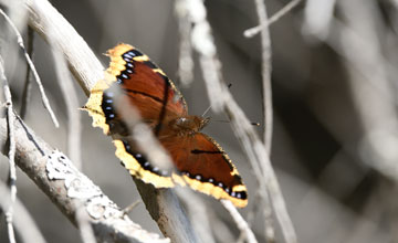 Mourning cloak [Nymphalis antiopa lintnerii]