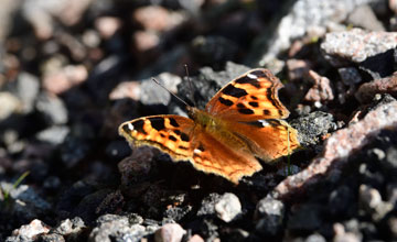 Compton tortoiseshell [Nymphalis vaualbum]