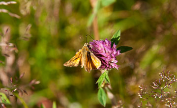 Large skipper [Ochlodes sylvanus]