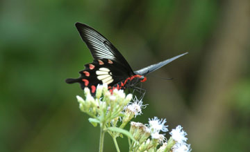 Common rose [Pachliopta aristolochiae]