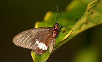 Papilio anchisiades idaeus [Papilio anchisiades idaeus]