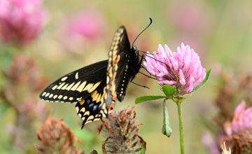 Papilio brevicauda [Papilio brevicauda]