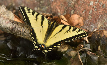 Kanadischer Tigerschwalbenschwanz [Papilio canadensis]