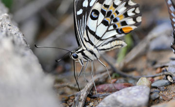 Lime butterfly [Papilio demoleus]