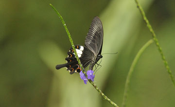 Papilio helenus [Papilio helenus]