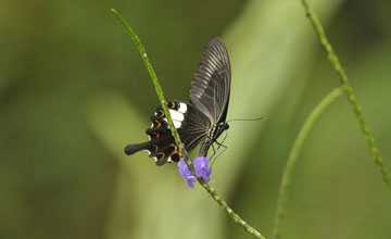 Red helen [Papilio helenus]